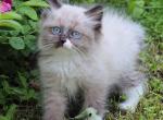 Gerakl - Siberian Kitten For Sale - Miami, FL, US