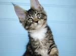 Hazlenut - Maine Coon Kitten For Sale - Miami, FL, US