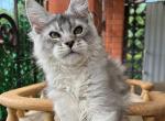 Uragan - Maine Coon Kitten For Sale - Miami, FL, US