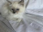 Lucy - Ragdoll Kitten For Sale - Church Hill, TN, US