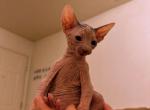 Bengal kittens and Sphynx Kittens - Bengal Kitten For Sale - Honolulu, HI, US