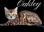 Oakley - Bengal Kitten For Sale - Warsaw, IN, US