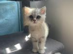 Male silver British shorthair - British Shorthair Kitten For Sale - Woodbridge, CT, US