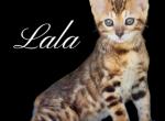 Lala - Bengal Kitten For Sale - 