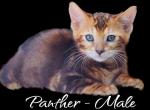 Panther - Bengal Kitten For Sale - Warsaw, IN, US