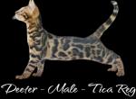 Deeter - Bengal Kitten For Sale - 