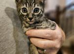 F5 exotic boy - Savannah Kitten For Sale - 