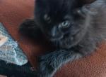 Poly Agave of Dolly - Polydactyl Kitten For Sale - 