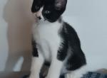 QuadPoly Buttercup of Dolly - Polydactyl Kitten For Sale - 