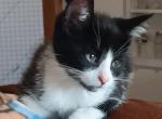 Normal Edelweiss of Dolly - Domestic Kitten For Sale - Menominee, MI, US