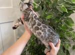 2 Silver spotted rosetted available - Bengal Kitten For Sale - West Terre Haute, IN, US