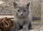 British Shorthair Blue Male - British Shorthair Kitten For Sale - Orlando, FL, US