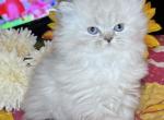 Charm - Persian Kitten For Sale - 