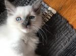 Lalya - Ragdoll Kitten For Adoption - 
