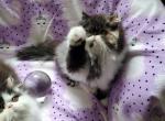 Black and white persian boys - Persian Kitten For Sale - 