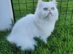 White persian female - Persian Cat For Sale - UT, US