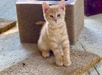 Ali mix Siamese and American Short hair - American Shorthair Kitten For Sale - Catasauqua, PA, US