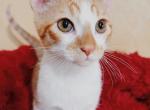 Enchanting Tabby Colorpoint Shorthair - Colorpoint Shorthair Kitten For Sale - 