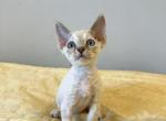 Blue lynx pointed girl - Devon Rex Kitten For Sale - Fontana, CA, US