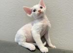 White girl blue eyes - Devon Rex Kitten For Sale - Fontana, CA, US