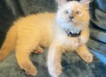 Rosie's 1st Litter - Siamese Kitten For Sale - Ypsilanti, MI, US
