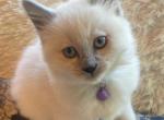 Rosie's First Litter - Balinese Kitten For Sale - Ypsilanti, MI, US