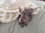 Bambino & Sphynx Litter Available Now - Sphynx Kitten For Sale - Lancaster, PA, US