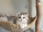 Bernie - Persian Kitten For Sale - 