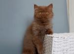 Nikoletta Longhair - Scottish Straight Kitten For Sale - Houston, TX, US