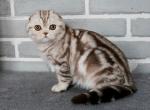 Fabien - Scottish Fold Kitten For Sale - Houston, TX, US