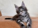 Ramon - Maine Coon Kitten For Sale - Houston, TX, US