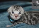 Blue - Bengal Kitten For Sale - 