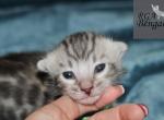 Green - Bengal Kitten For Sale - 