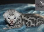 Yellow - Bengal Kitten For Sale - 