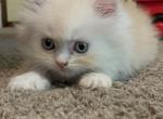 Dragon - Persian Kitten For Sale - 