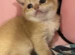 British golden chinchilla - British Shorthair Kitten For Sale - Staten Island, NY, US