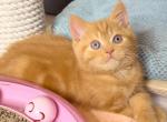 Nord - British Shorthair Kitten For Sale - Gurnee, IL, US