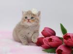 Lilac golden Scottish Straight Girl - Scottish Straight Kitten For Sale - Spokane, WA, US