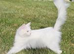 Free Siberian cat Female Pending - Siberian Cat For Sale/Retired Breeding - 