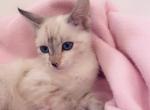 Dolly - Siamese Kitten For Sale - Battle Ground, WA, US