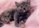 Gray Tortoiseshell girl - Ragdoll Kitten For Sale - Battle Ground, WA, US