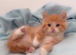 Orange sweet boy - Ragdoll Kitten For Sale - Battle Ground, WA, US