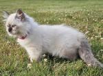 Siberian kitten - Siberian Kitten For Sale - 