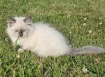 Siberian kitten male tica - Siberian Kitten For Sale - 