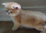 Scottish straight Fairy - Scottish Straight Kitten For Sale - Pensacola, FL, US
