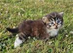 Siberian kitten female - Siberian Kitten For Sale - 