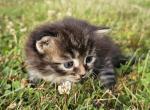 Siberian kitten female Bella 2 - Siberian Kitten For Sale - 