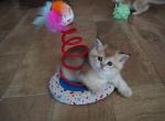 Scottish straight Fabio - Scottish Straight Kitten For Sale - Pensacola, FL, US