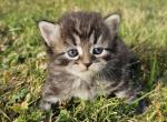 Siberian kitten female Bella 3 - Siberian Kitten For Sale - White Plains, NY, US