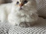 Silima - British Shorthair Cat For Sale - 